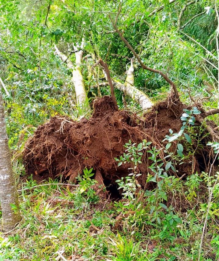 Consema autoriza aproveitamento de madeira de árvores derrubadas pelos tornados nos dias 14 e 15 de agosto